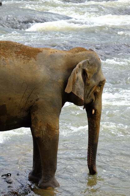 Photo elephant in the river at the pinnawala elephant orphanage sri lanka