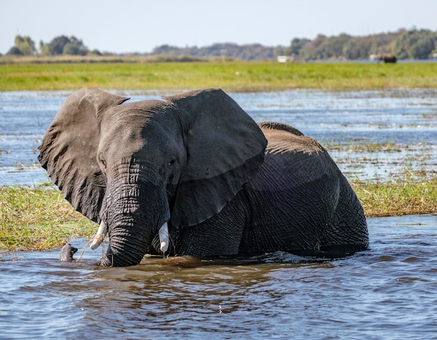 Photo elephant in a river