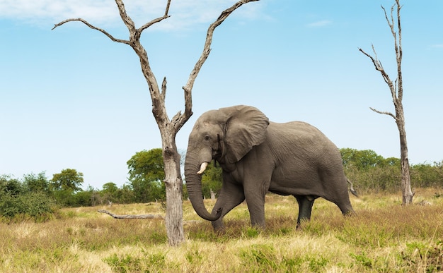 Elephant rubbing against a tree