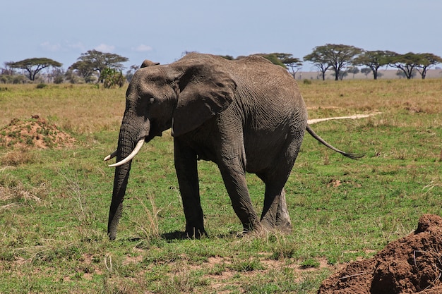 Elephant on safari in Kenia and Tanzania, Africa