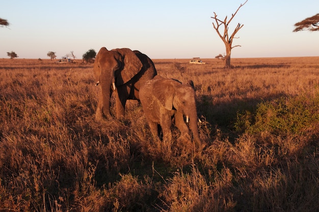 Слон на саванне в Кении и Танзании, Африке