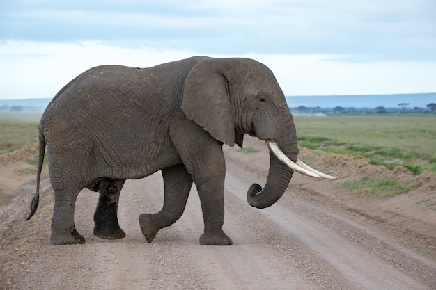 Photo an elephant in the savannah of a national park in kenya