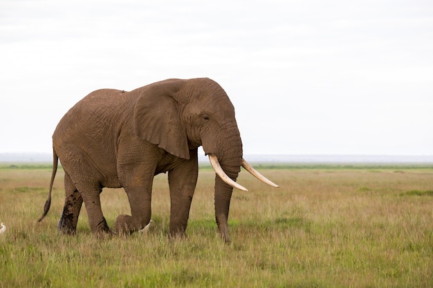 Слон в саванне национального парка