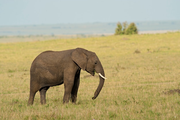 Elephant in the Savannah