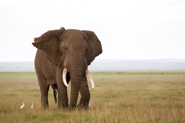 Un elefante nel savannh di un parco nazionale