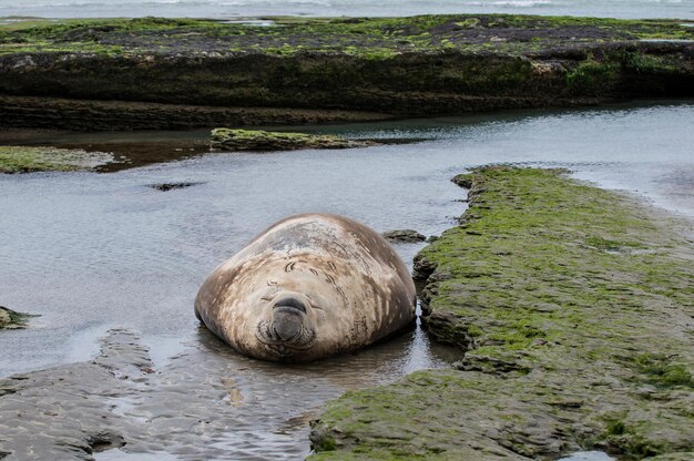 Elephant seal in coastal environment, Peninsula Valdes, Patagonia Argentina.