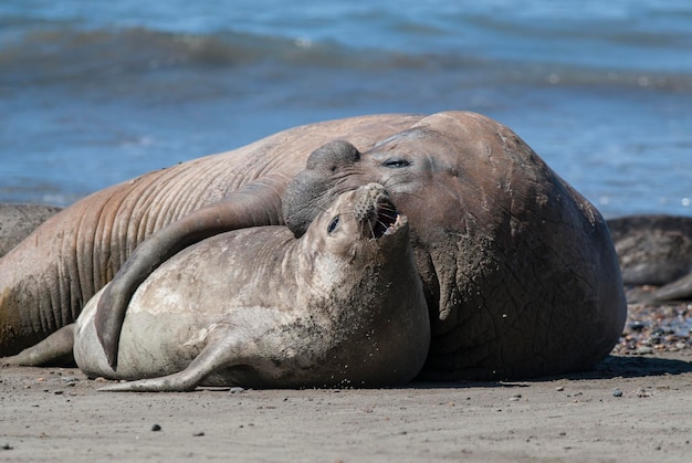 Elephant seal couple mating Peninsula Valdes Patagonia Argentina