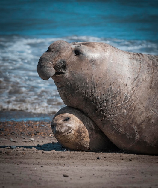 Elephant seal couple mating Peninsula Valdes Patagonia Argentina