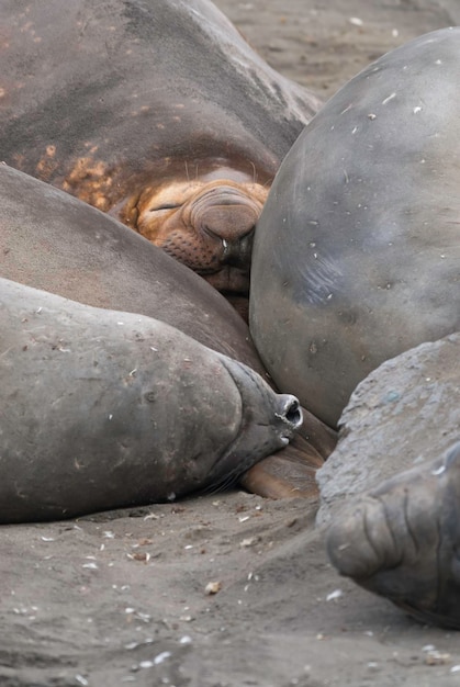 Elephant seal Hannah Point Antartic peninsula