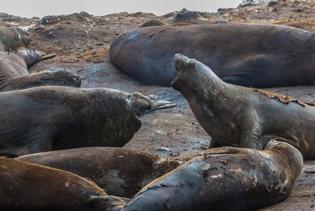 Elephant seal Hannah Point Antartic peninsula