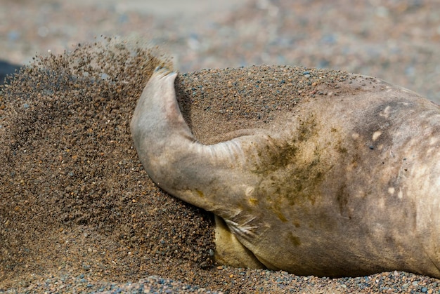 Elephant seal pectoral fin Peninsula Valdes Chubut Province Patagonia Argentina