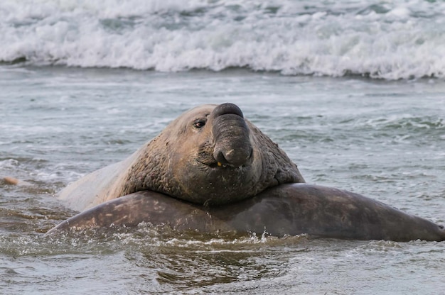 Elephant seal Peninsula Valdes Chubut Patagonia Patagonia Argentina