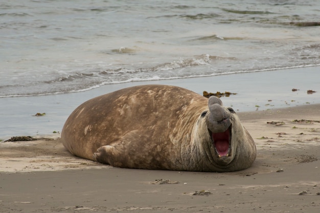 Photo elephant seal in ponta delgada