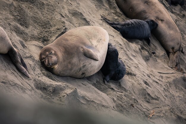 BIg Sur Highway, California 옆의 Piedras Blancas 주립 공원에서 코끼리 물개