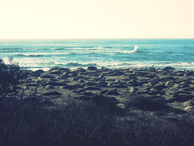 Photo elephant seals relaxing on beach against sky