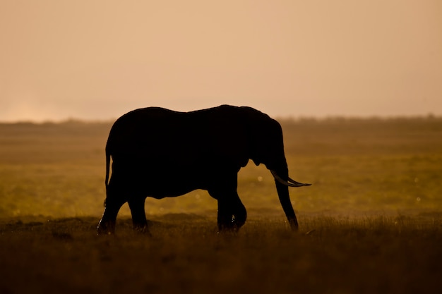 Elephant seen backlit