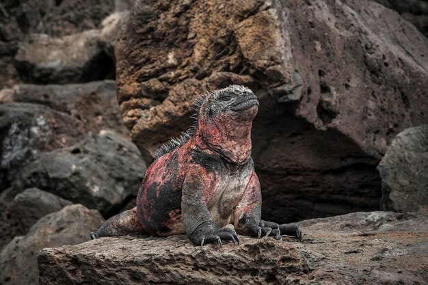 写真 岩の上に座っているゾウ