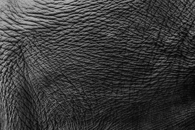 Текстура материала кожи слона для фона Текстуры кожи млекопитающих азиатского слона Крупным планом Высокая детализация Красивая текстура дикого слона Рисунок кожи животных
