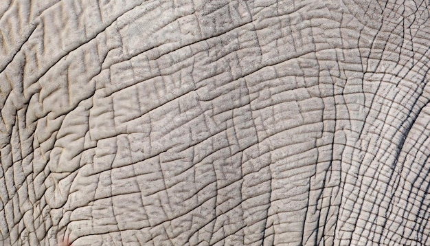 elephant skin seamless texture