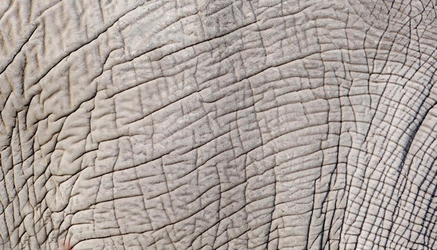 Elephant skin seamless texture