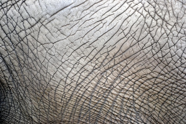 Elephant skin texture pattern