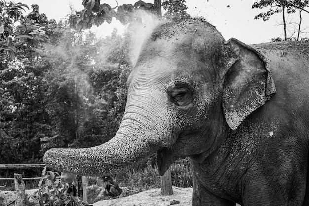 An elephant spreading dust over its back