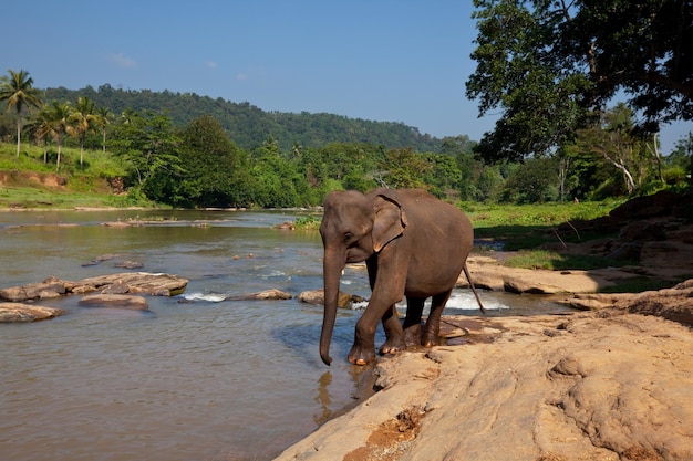 Elephant on Sri Lanka