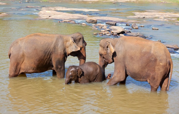 Elefante in sri lanka