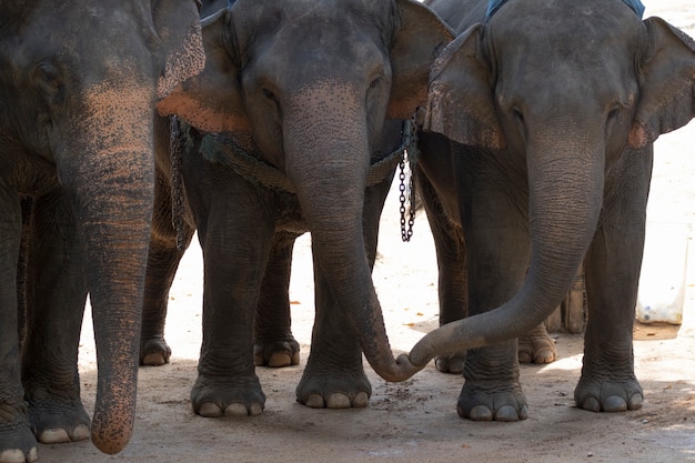 a elephant stand on the ground. in thailand.