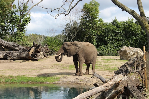 写真 森の池のそばに立っているゾウ