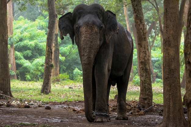 動物園の木のそばに立っているゾウ