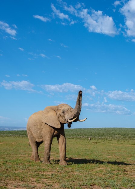 Elephant standing on field against sky