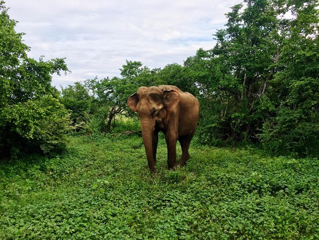 Elephant standing on field against trees