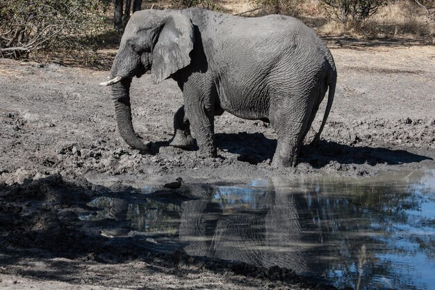 Photo elephant standing on field with water collected