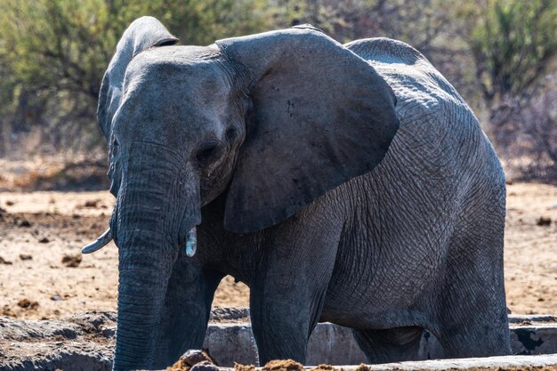 Foto elefante in piedi sul campo