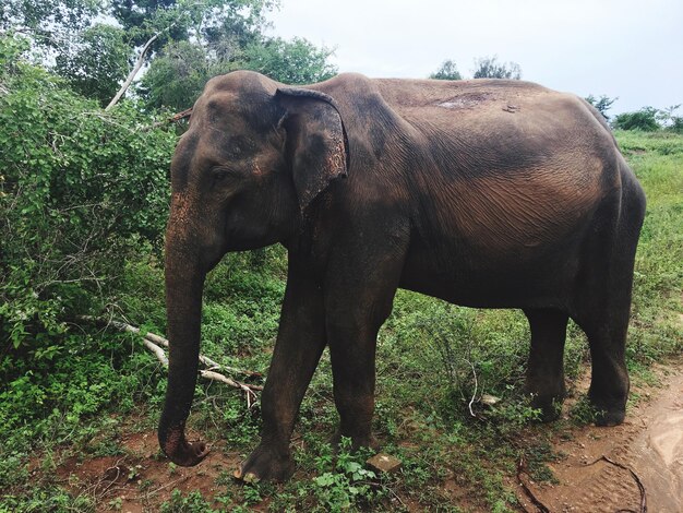 Photo elephant standing on field