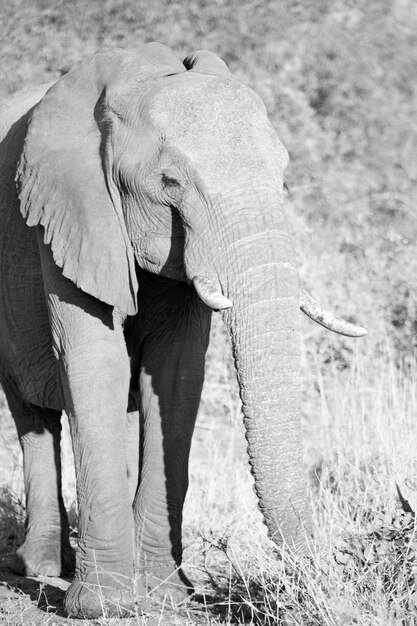 Foto elefante in piedi in un campo