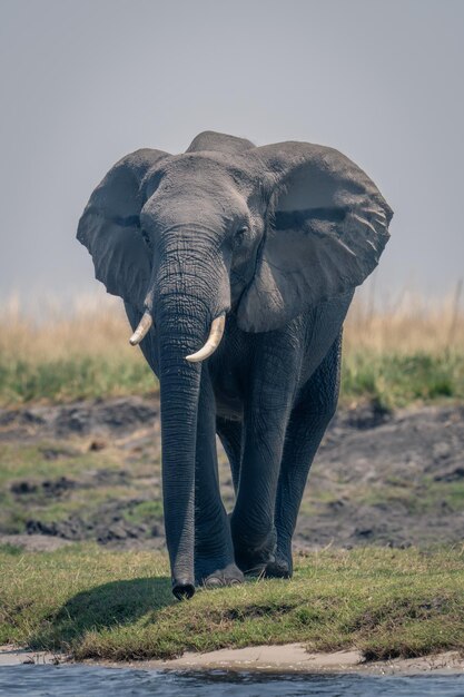 畑に立っているゾウ