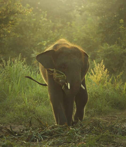 Photo elephant standing in a forest