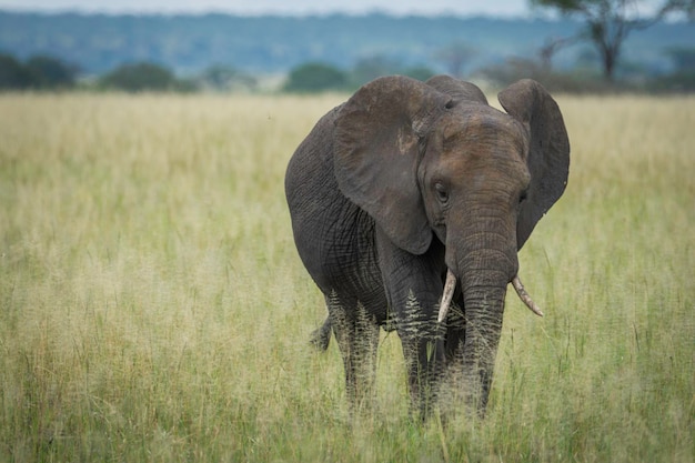 Foto elefante in piedi su un campo erboso