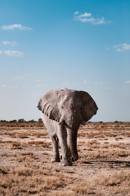 Foto elefante in piedi sulla terraferma