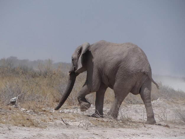 写真 空に向かってフィールドに立っているゾウ