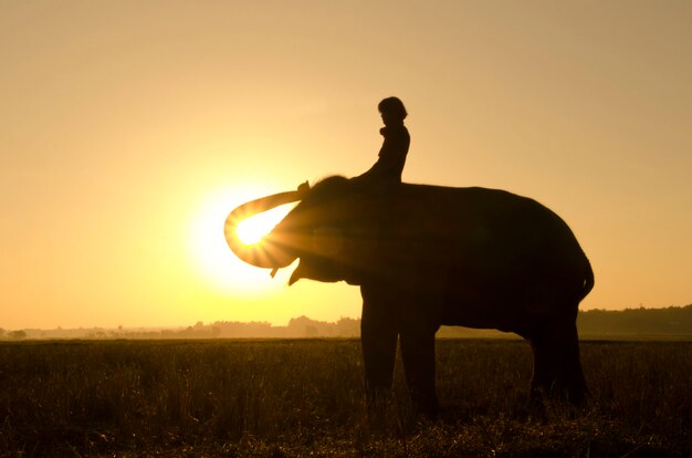 Un elefante in piedi su un campo di riso al mattino. villaggio dell'elefante nel nord-est della tailandia, bella relazione tra uomo ed elefante.