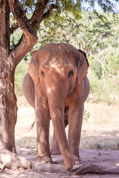 Foto elefante in piedi su un albero