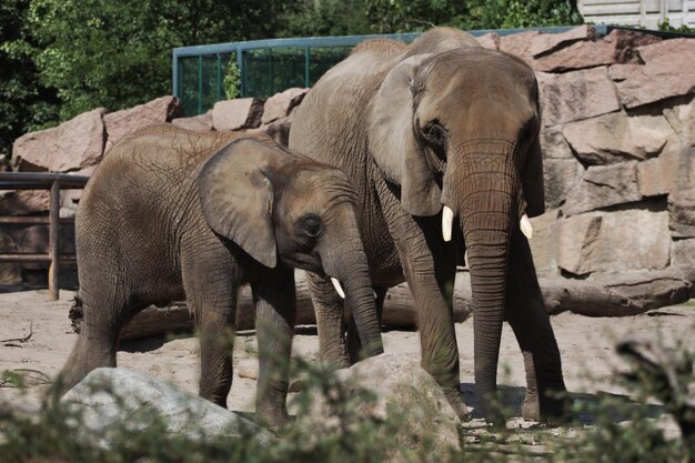 Foto elefante sul muro di pietra