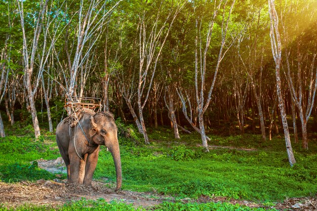 Elephant in Thailand.