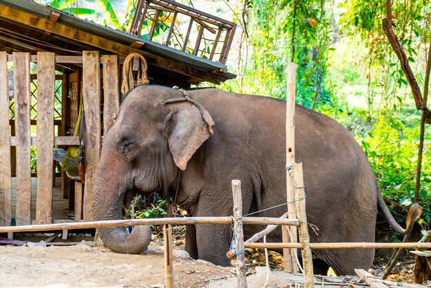 elephant in Thailand