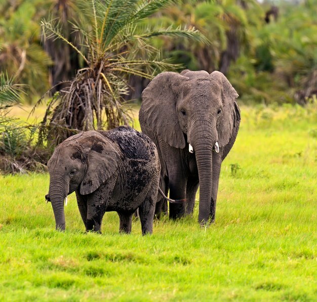 Elephant in their natural habitat in the African savannah