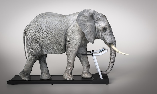 Photo elephant on treadmill