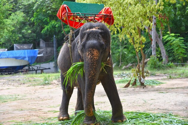 Photo elephant on tree